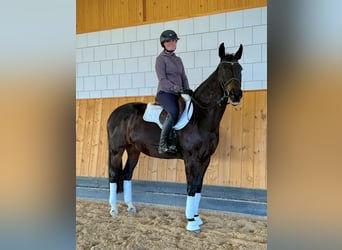 Zweibruecker, Mare, 13 years, 16,1 hh, Bay-Dark