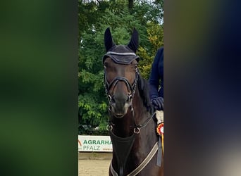 Zweibruecker, Mare, 13 years, 16,1 hh, Bay-Dark