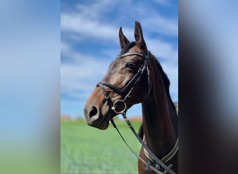 Zweibruecker, Mare, 13 years, 16,1 hh, Bay-Dark