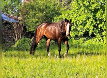 Zweibruecker, Mare, 13 years, 17 hh, Brown