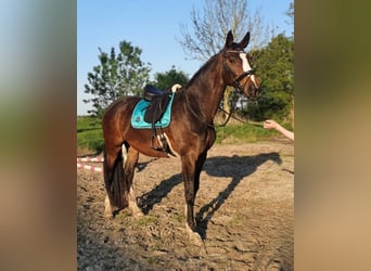 Zweibruecker, Mare, 13 years, 17 hh, Brown