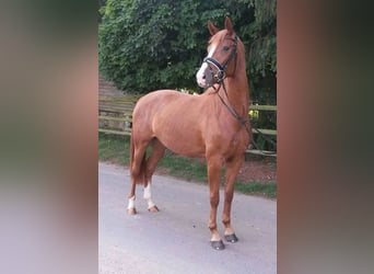 Zweibruecker, Mare, 14 years, 16,1 hh, Chestnut-Red