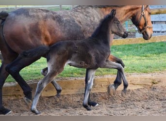 Zweibruecker, Mare, 14 years, 16,2 hh, Brown