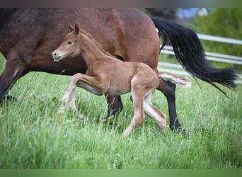 Zweibruecker, Mare, 14 years, 16,2 hh, Brown