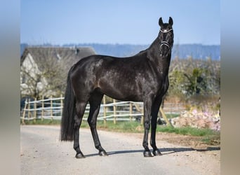 Zweibruecker, Mare, 14 years, 16,2 hh, Brown