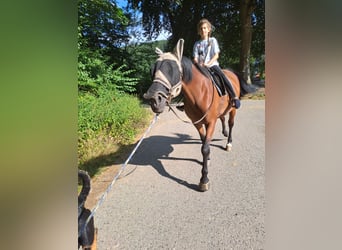Zweibruecker, Mare, 14 years, 16.3 hh, Brown
