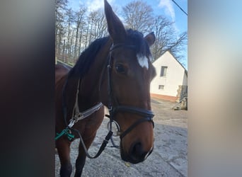 Zweibruecker, Mare, 14 years, 16.3 hh, Brown