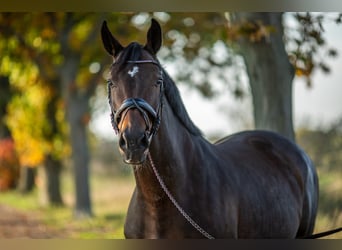 Zweibrücker, Stute, 15 Jahre, 16,2 hh, Dunkelbrauner