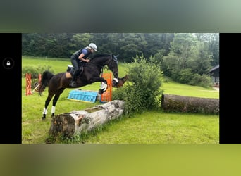 Zweibruecker, Mare, 15 years, 16 hh, Bay-Dark