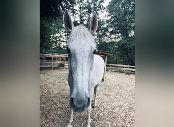 Zweibruecker, Mare, 15 years, 17 hh, Gray-Fleabitten