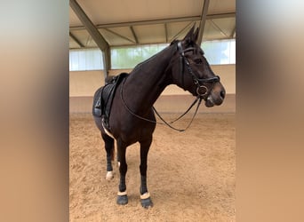 Zweibruecker, Mare, 16 years, 16 hh, Smoky-Black