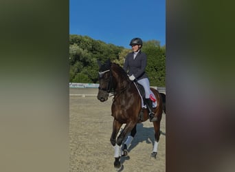 Zweibruecker, Mare, 16 years, 17 hh, Bay-Dark