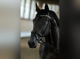 Zweibrücker, Stute, 16 Jahre, 17 hh, Dunkelbrauner