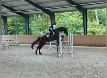 Zweibrücker, Stute, 16 Jahre, 17 hh, Dunkelbrauner