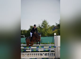 Zweibrücker, Stute, 17 Jahre, 15,2 hh, Brauner