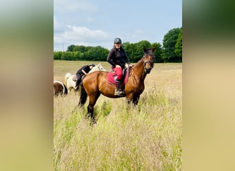 Zweibruecker, Mare, 17 years, 17.2 hh, Brown Zweibruecker, Mare, 17 years, 17.2 hh, Brown