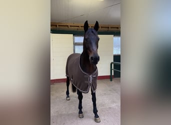 Zweibruecker, Mare, 17 years, 17 hh, Bay-Dark