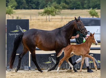Zweibruecker, Mare, 18 years, 15.2 hh, Bay-Dark