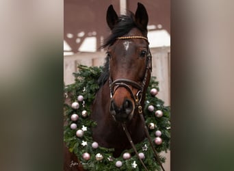 Zweibruecker, Mare, 18 years, 15.2 hh, Brown