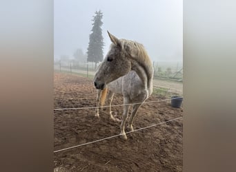 Zweibruecker, Mare, 18 years, 17.1 hh, Grey-Fleabitten