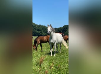 Zweibruecker, Mare, 19 years, 15,2 hh, Gray