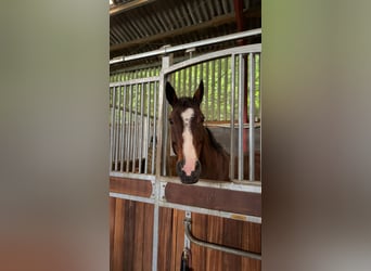 Zweibruecker, Mare, 19 years, Brown