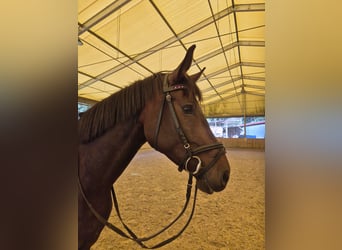 Zweibrücker, Stute, 4 Jahre, 16,1 hh, Dunkelbrauner