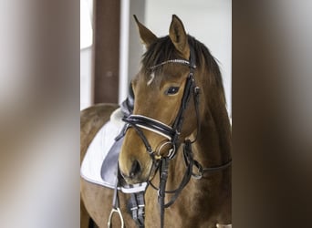 Zweibruecker, Mare, 4 years, 16 hh, Brown