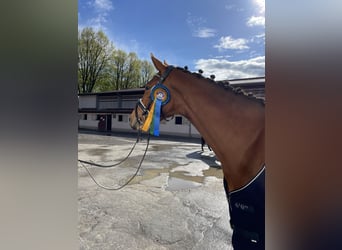 Zweibruecker, Mare, 4 years, 16 hh, Brown