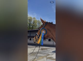 Zweibruecker, Mare, 4 years, 16 hh, Brown