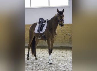 Zweibruecker, Mare, 4 years, 16 hh, Brown