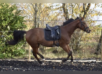 Zweibruecker, Mare, 4 years, 16 hh, Brown