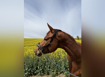 Zweibruecker, Mare, 4 years, 16 hh, Chestnut-Red