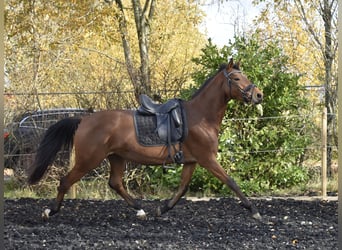 Zweibruecker, Mare, 5 years, 16 hh, Brown