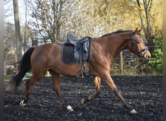 Zweibruecker, Mare, 5 years, 16 hh, Brown