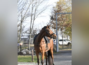 Zweibruecker, Mare, 5 years, 16 hh, Brown
