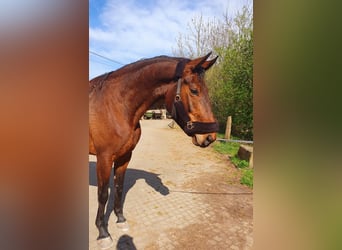 Zweibruecker, Mare, 6 years, 16,1 hh, Bay-Dark