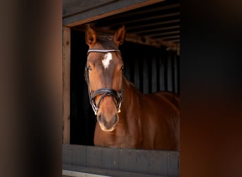 Zweibruecker Mix, Mare, 7 years, 17 hh, Brown