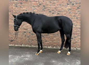 Zweibruecker, Mare, 8 years, 16 hh, Black