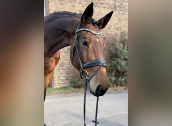 Zweibruecker, Mare, 8 years, 17 hh, Brown
