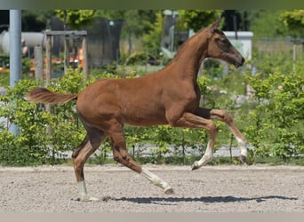 Zweibruecker, Mare, Foal (03/2025), 16,2 hh, Chestnut
