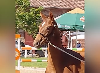 Zweibruecker, Mare, Foal (03/2025), 16,2 hh, Chestnut