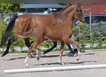 Zweibruecker, Mare, Foal (03/2025), 16,2 hh, Chestnut