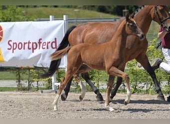 Zweibruecker, Mare, Foal (03/2025), 16,2 hh, Chestnut
