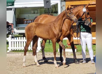 Zweibruecker, Mare, Foal (03/2025), 16,2 hh, Chestnut