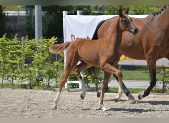 Zweibruecker, Mare, Foal (03/2025), 16,2 hh, Chestnut