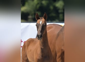 Zweibruecker, Mare, Foal (03/2025), 16,2 hh, Chestnut