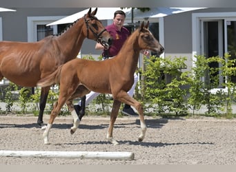 Zweibruecker, Mare, Foal (03/2025), 16,2 hh, Chestnut