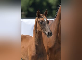 Zweibruecker, Mare, Foal (03/2025), 16,2 hh, Chestnut