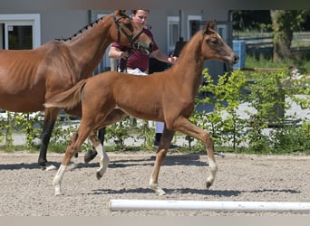 Zweibruecker, Mare, Foal (03/2025), 16,2 hh, Chestnut